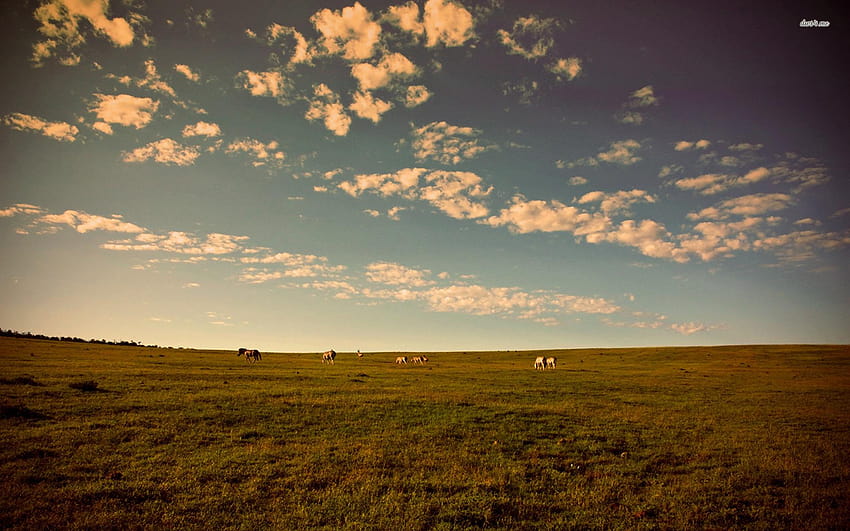 Horses grazing in a field, horses lavender field HD wallpaper