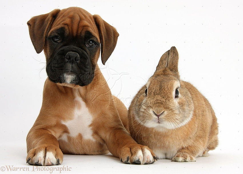 Fileboxer Puppy Fawn Portrai Screensaver With Of Boxer, boxer puppies HD wallpaper