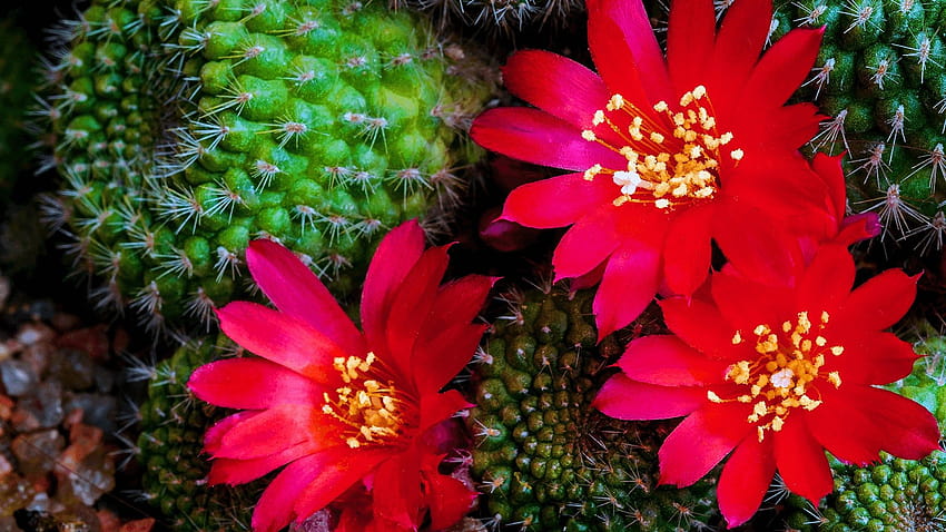 Get Cactus Flowers, red cactus flower HD wallpaper | Pxfuel