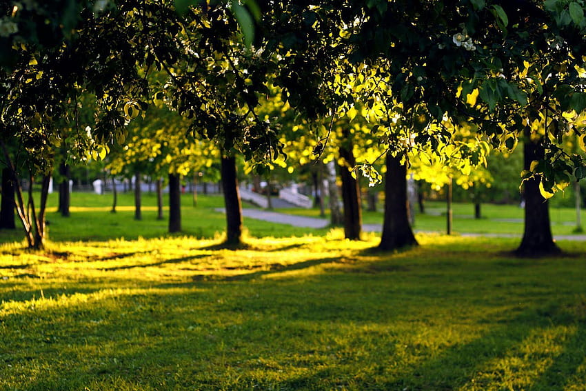 Park Full and Backgrounds, park background HD wallpaper | Pxfuel