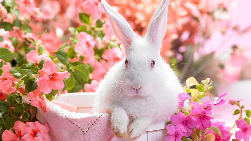 Cute For Group, spring pets HD wallpaper