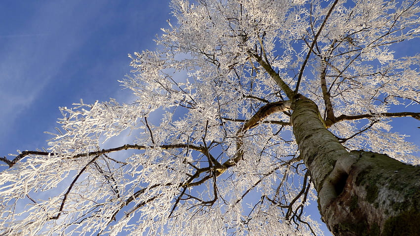 White Tree Frosty Winter Nature Season Sky Top Ultra 2560x1440 : 13, 冬の白い木 高画質の壁紙