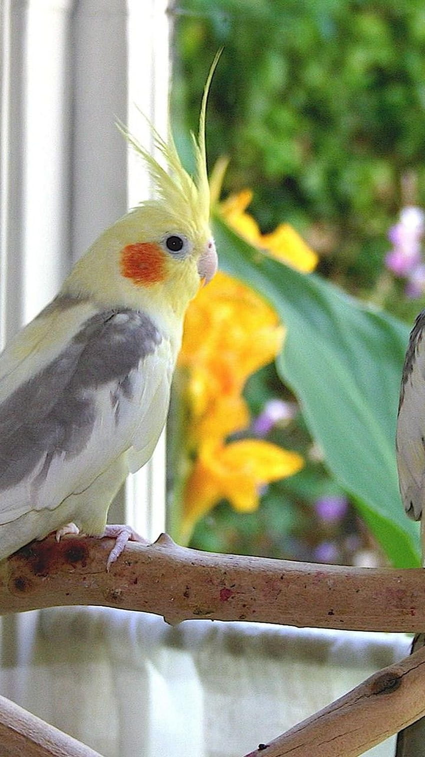 Cockatiel 19932 Cockatiel Parrot Hd Phone Wallpaper Pxfuel 0048