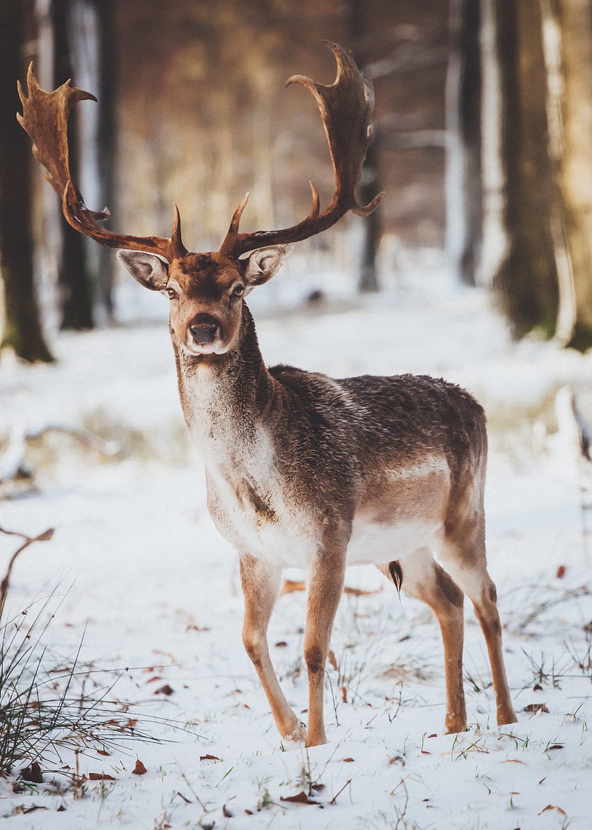 reindeer deer antlers and portrait and backgrounds, animal reindeer HD phone wallpaper