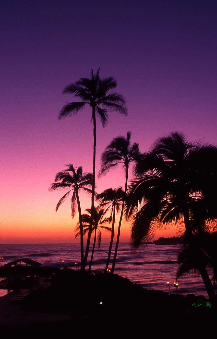 Калифорнийски плажове Палми Страхотни лилави, лилави палми HD тапет за телефон