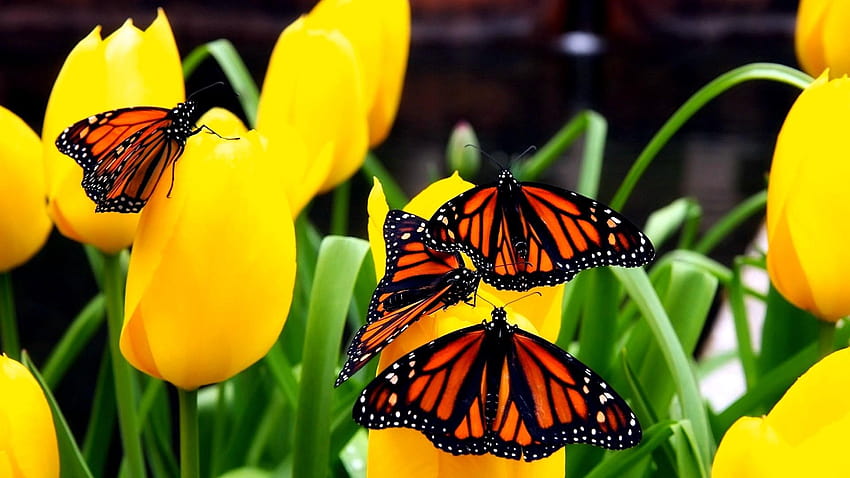 Butterfly Flowers Flying, butterfly flying HD wallpaper