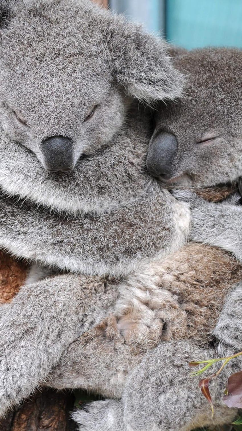 Wombat, Marsupial, Zoo, Bear, Koala In Resolution, snuggling HD phone wallpaper
