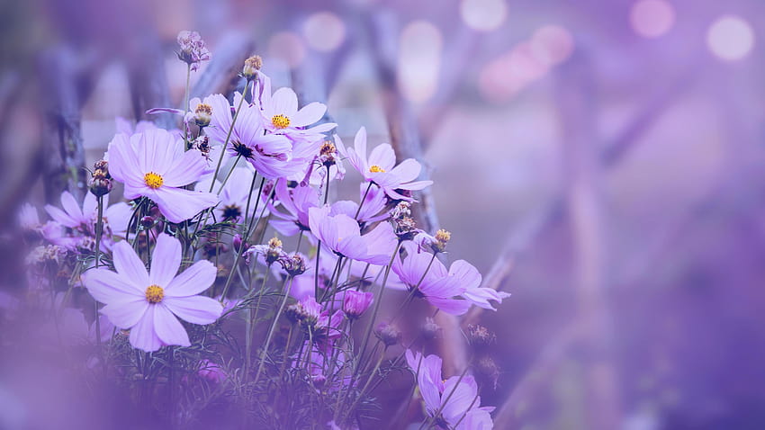 latar belakang alam Bunga meksiko aster. bunga ungu. latar belakang buram. Bunga, Spasi untuk teks. 3823523 Stok di Vecteezy, bunga estetika berwarna ungu Wallpaper HD