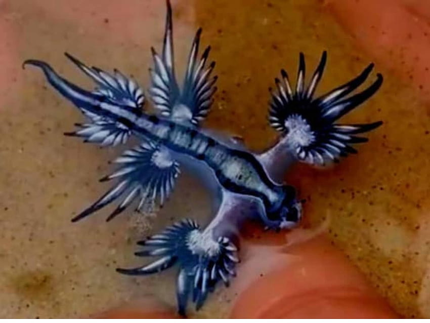 Hombre austriaco visto dando 'beso de la muerte' a babosa de mar venenosa en video, animal glaucus azul fondo de pantalla