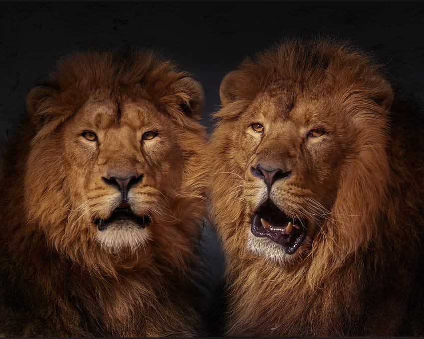 Lions Two Snout Animals, two lions HD wallpaper