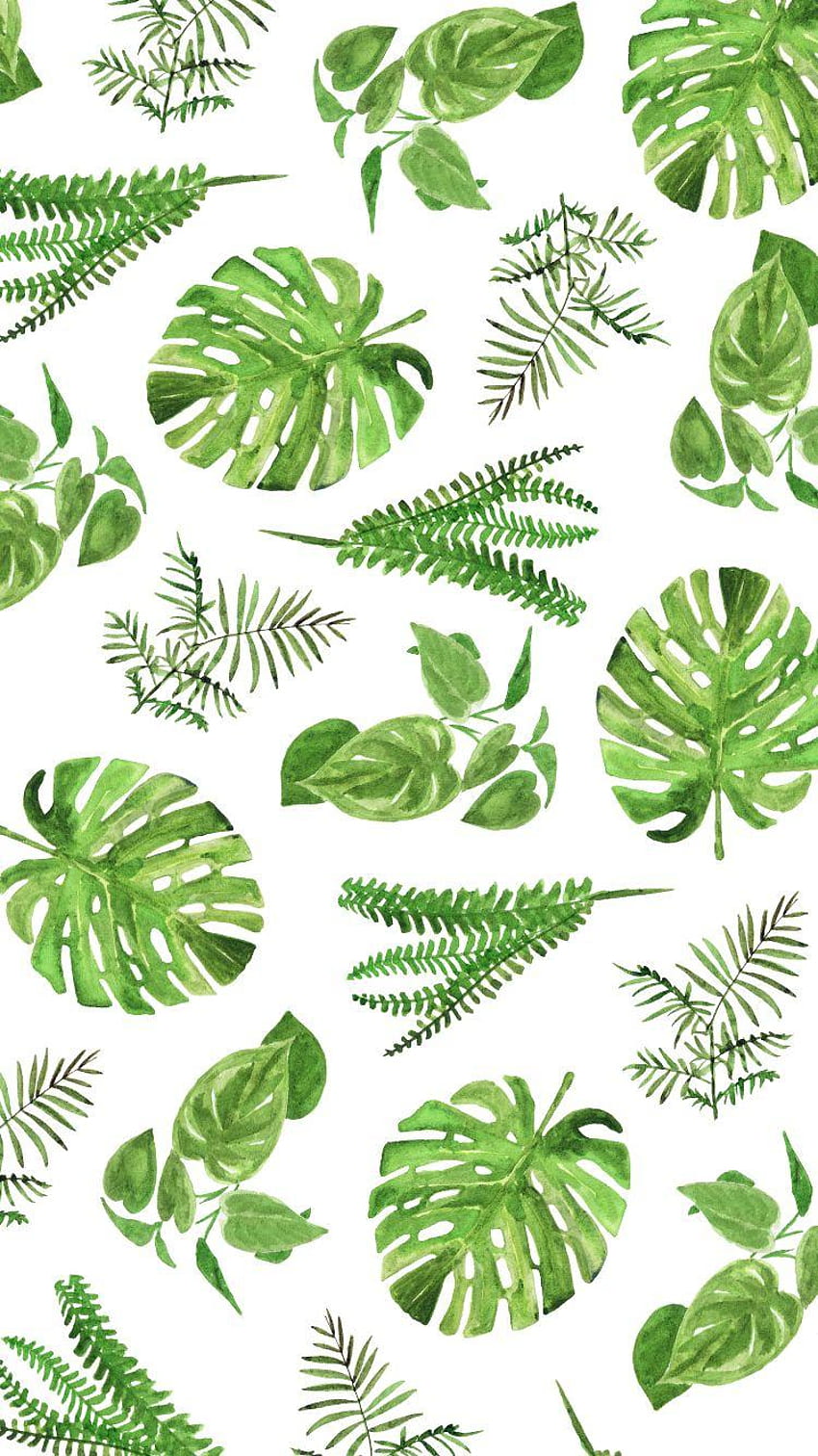 monstera, fern backgrounds HD phone wallpaper