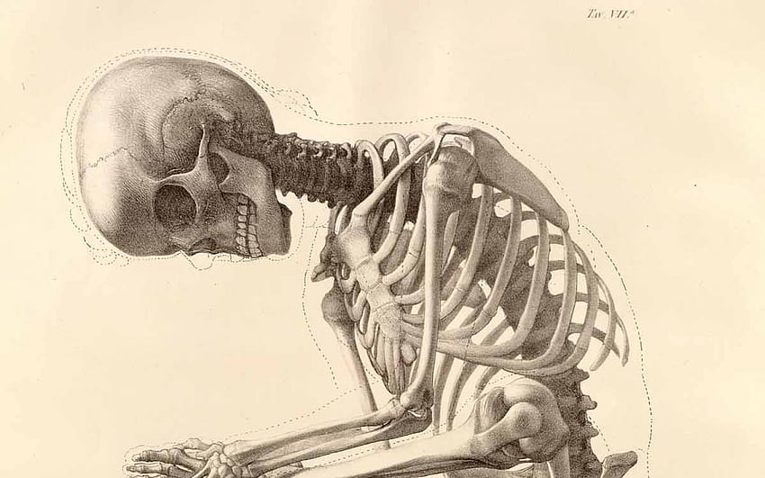 Skeleton human body art anatomy bones 1200x1642 [1680x1050] for your ,  Mobile & Tablet, human art HD wallpaper | Pxfuel