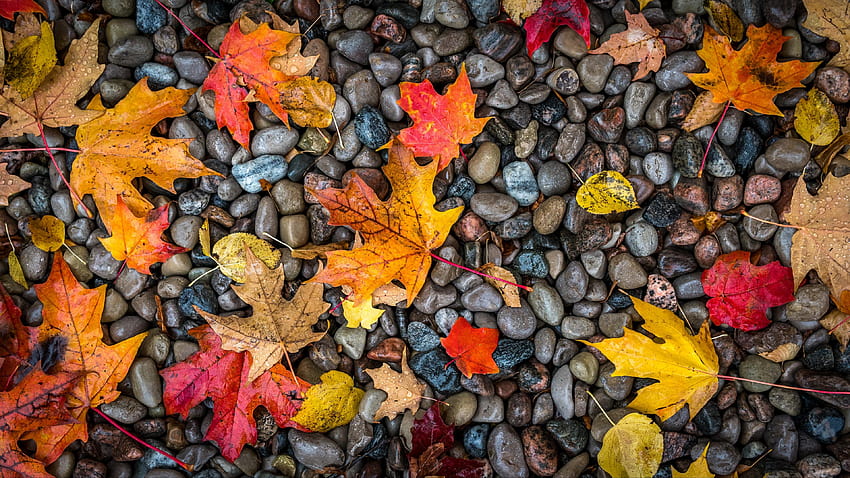 3840x2160 leaves, stones, maple, wet, autumn leaves HD wallpaper