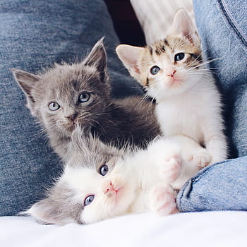 50 Cute Kittens You Need to See