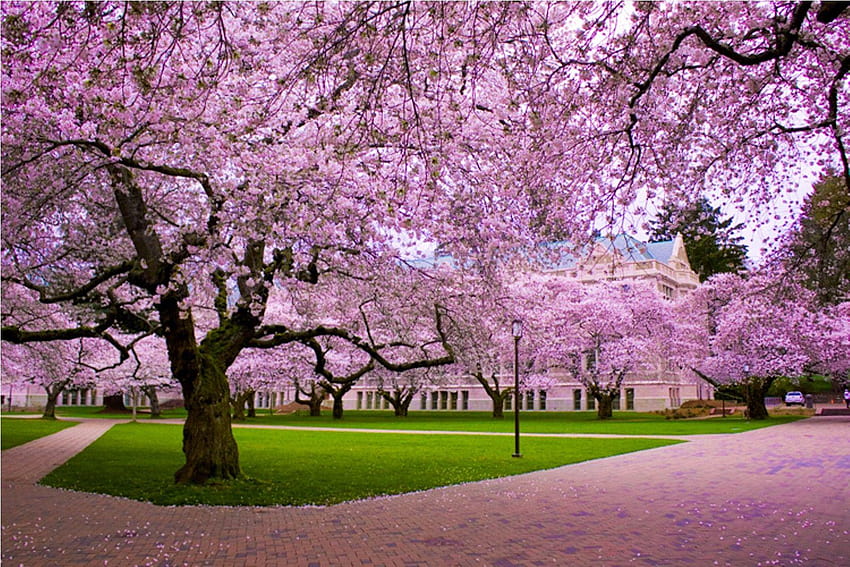 Group of Japanese Cherry Blossoms , cherry trees HD wallpaper