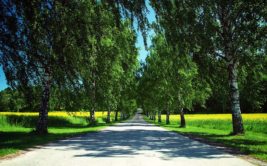 ノルウェーの自然夏、道路、菜の花畑、白樺の木、夏道 高画質の壁紙
