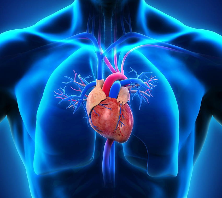 Ludzkie Serce na Twoją komórkę Tapeta HD