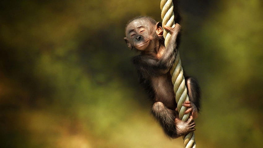 Full Monkey , Backgrounds 1920x1080, baby monkeys HD wallpaper