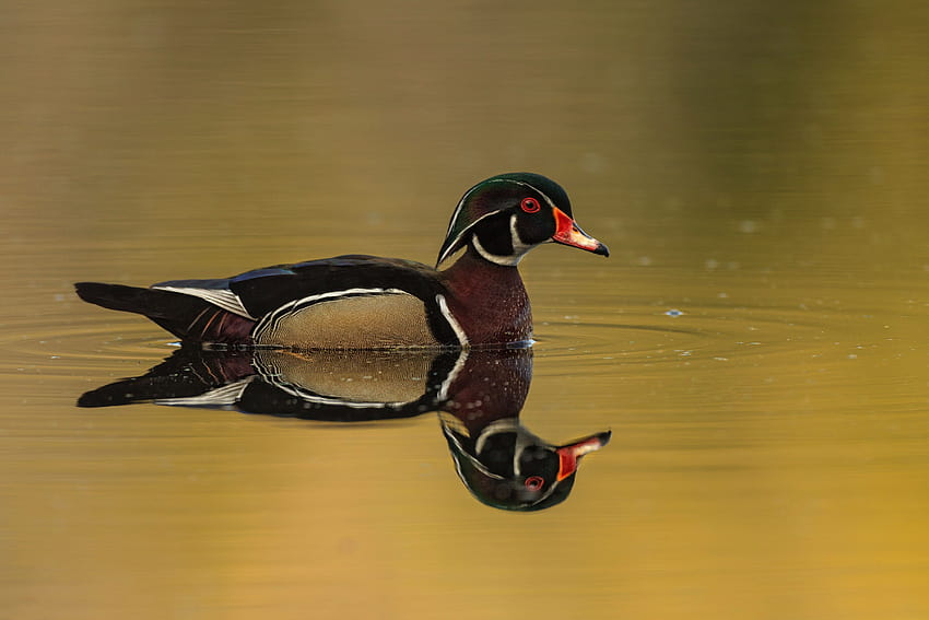 Duck for your or mobile screen and easy to, baby wood ducks HD wallpaper