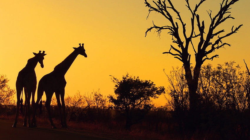 safari, afryka, żyrafy, przyroda, zachód słońca, park narodowy krugera Tapeta HD