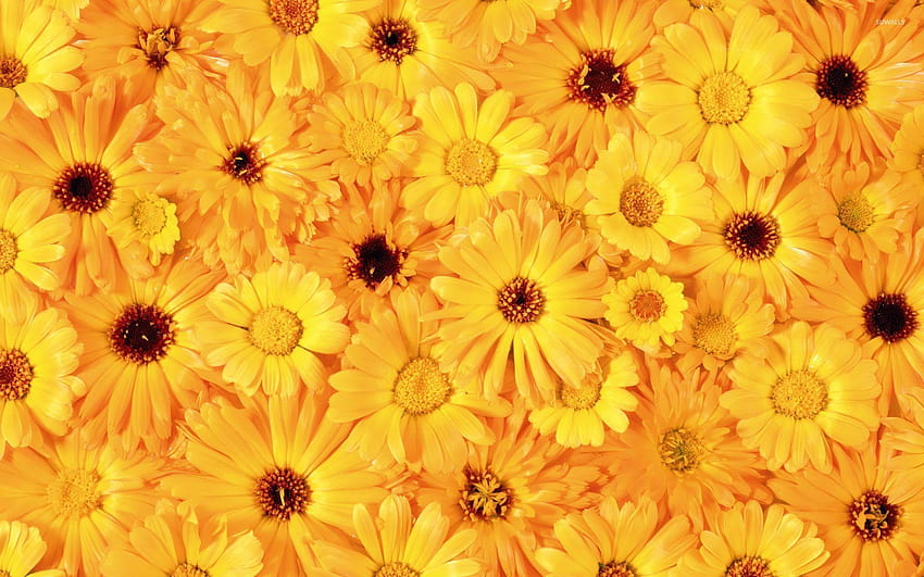 Yellow daisies HD wallpaper