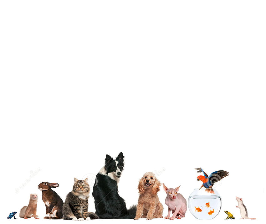 veterinary animals wallpaper
