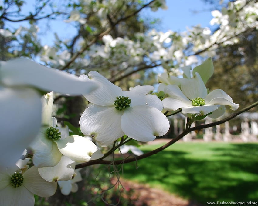 Zbliżenie Dereń Wiosna Kwiat Tła Tapeta HD