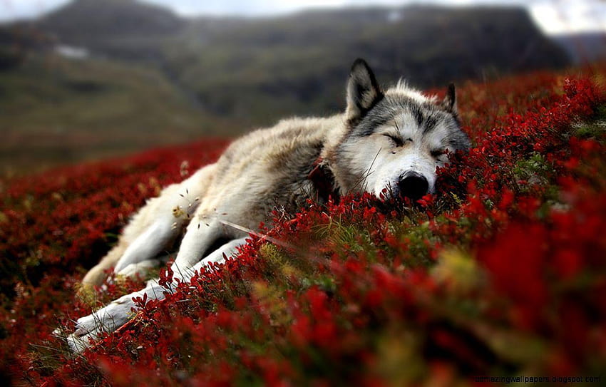 Brown Wolf Tumblr, running wolf HD wallpaper