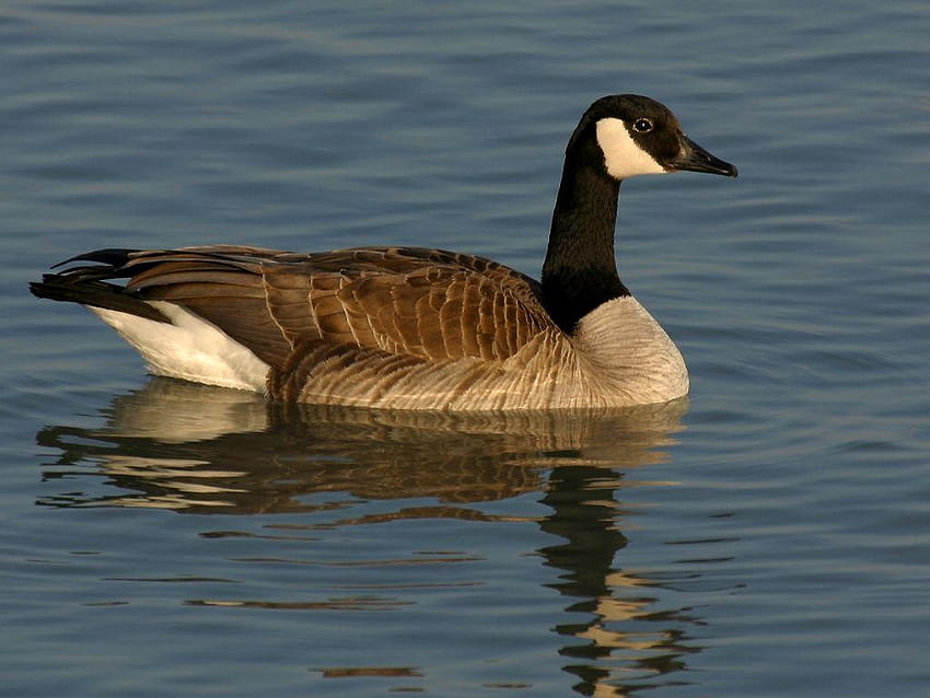 Canada Goose and HD wallpaper | Pxfuel