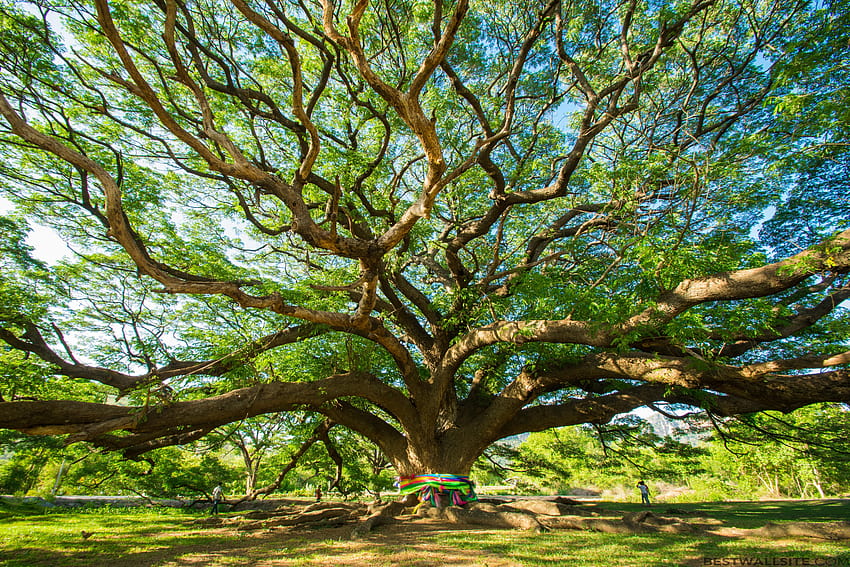 Großer Baum, riesiger Baum HD-Hintergrundbild