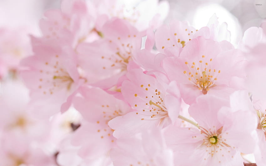 Fleurs de cerisier [2], cerises et fleurs Fond d'écran HD