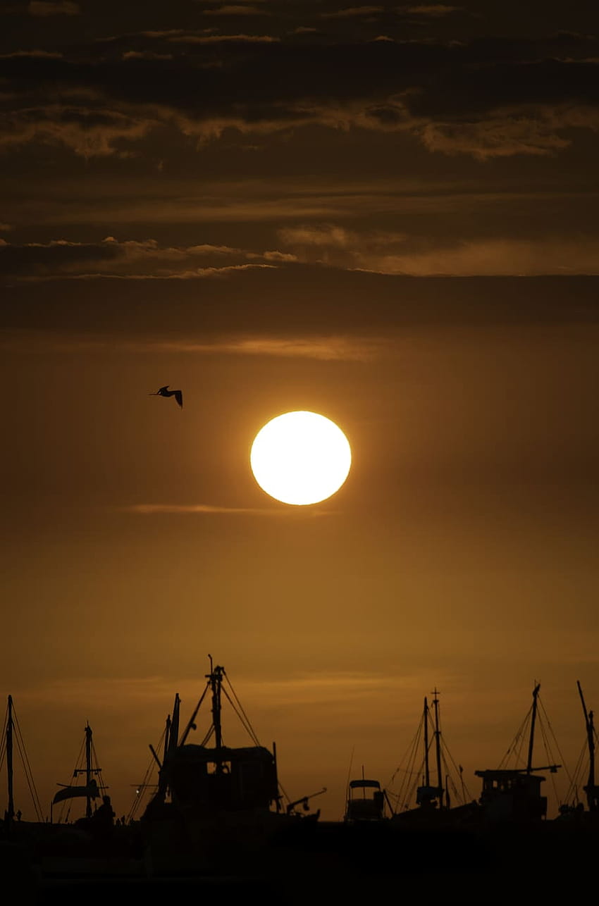 : sunset view, sunlight, nature, bird, animal, sandhill cranes birds mist sunrise HD phone wallpaper