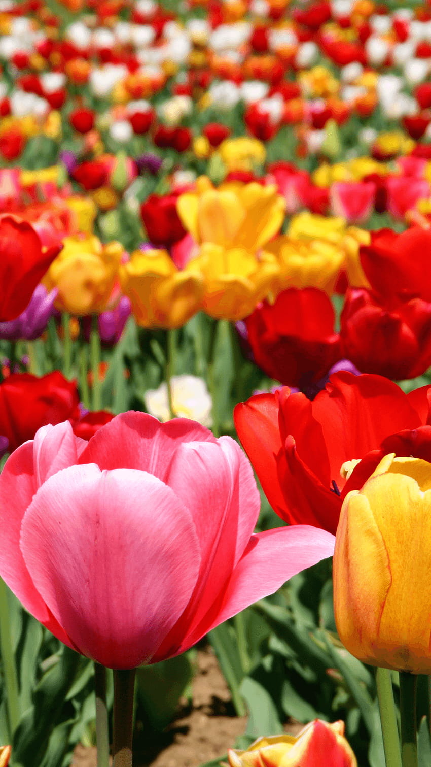 Tulip Field. Nature iPhone . Tap to see more close, tulip bulb farm HD phone wallpaper