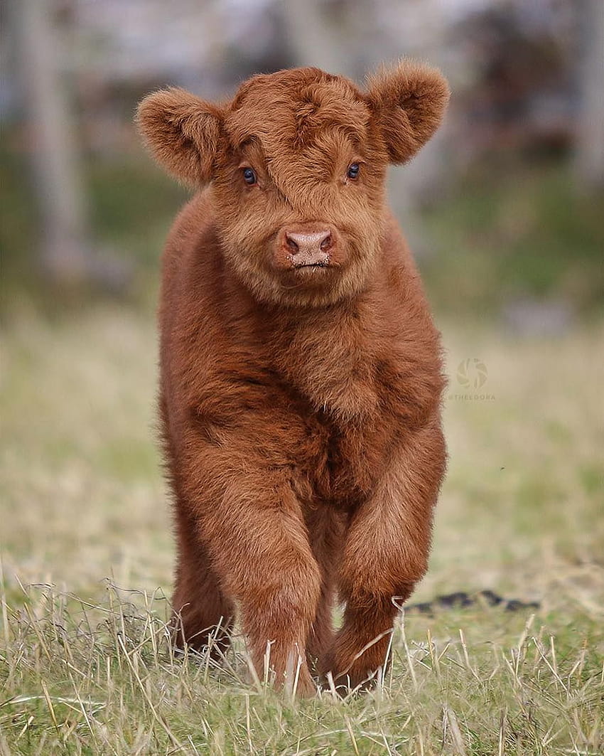 Highland Cattle calf, cute baby cows HD phone wallpaper
