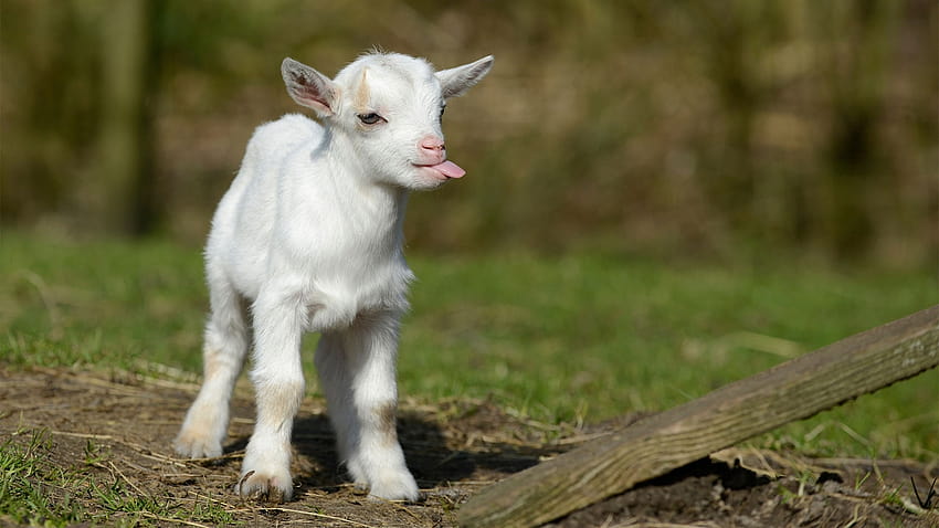 bébé chèvre, chèvre, chèvres, vertébrés, mammifères, chèvres sauvages, chèvres mignonnes Fond d'écran HD
