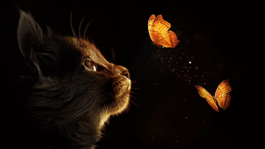 Kätzchen, Katze, Schmetterlinge, schwarzer Hintergrund, leuchtend, Manipulation, Nahaufnahme, Tiere, ästhetische Katze HD-Hintergrundbild
