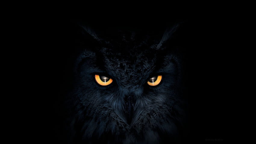 Dark Owl, black owl HD wallpaper