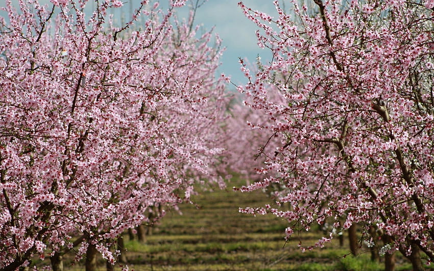 Pink Spring Flowers HD wallpaper | Pxfuel