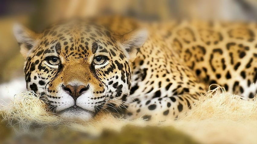 Hermoso jaguar en el zoológico del condado de Milwaukee fondo de pantalla