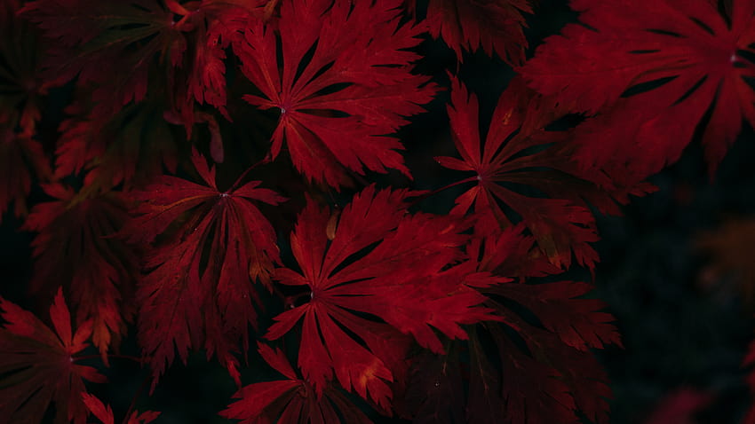 leaves, red, black, dark, plant, dark plant HD wallpaper