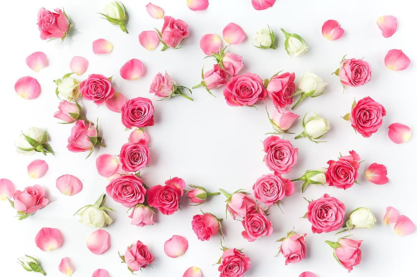 Kelopak mawar Bunga warna merah muda Latar belakang putih Wallpaper HD