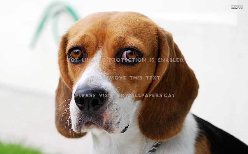 lonely beagle animal dog brown eyes cute, animal beagle HD wallpaper