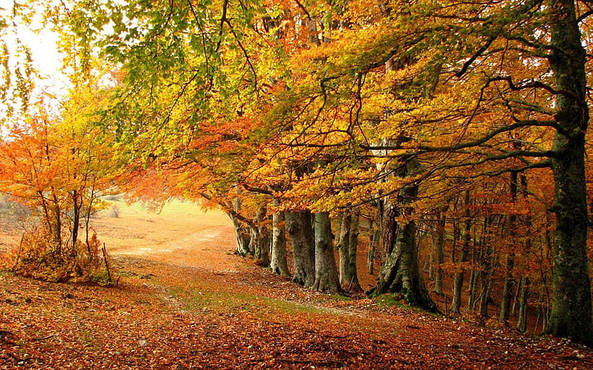 Sonbahar yaprak döken orman güzelliği 11 － Manzara HD duvar kağıdı