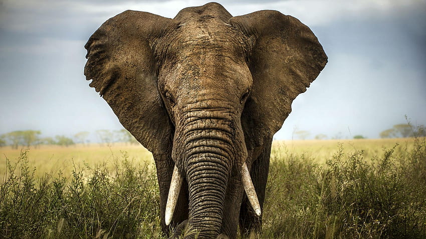 Lima Besar di safari Afrika, gajah safari afrika Wallpaper HD