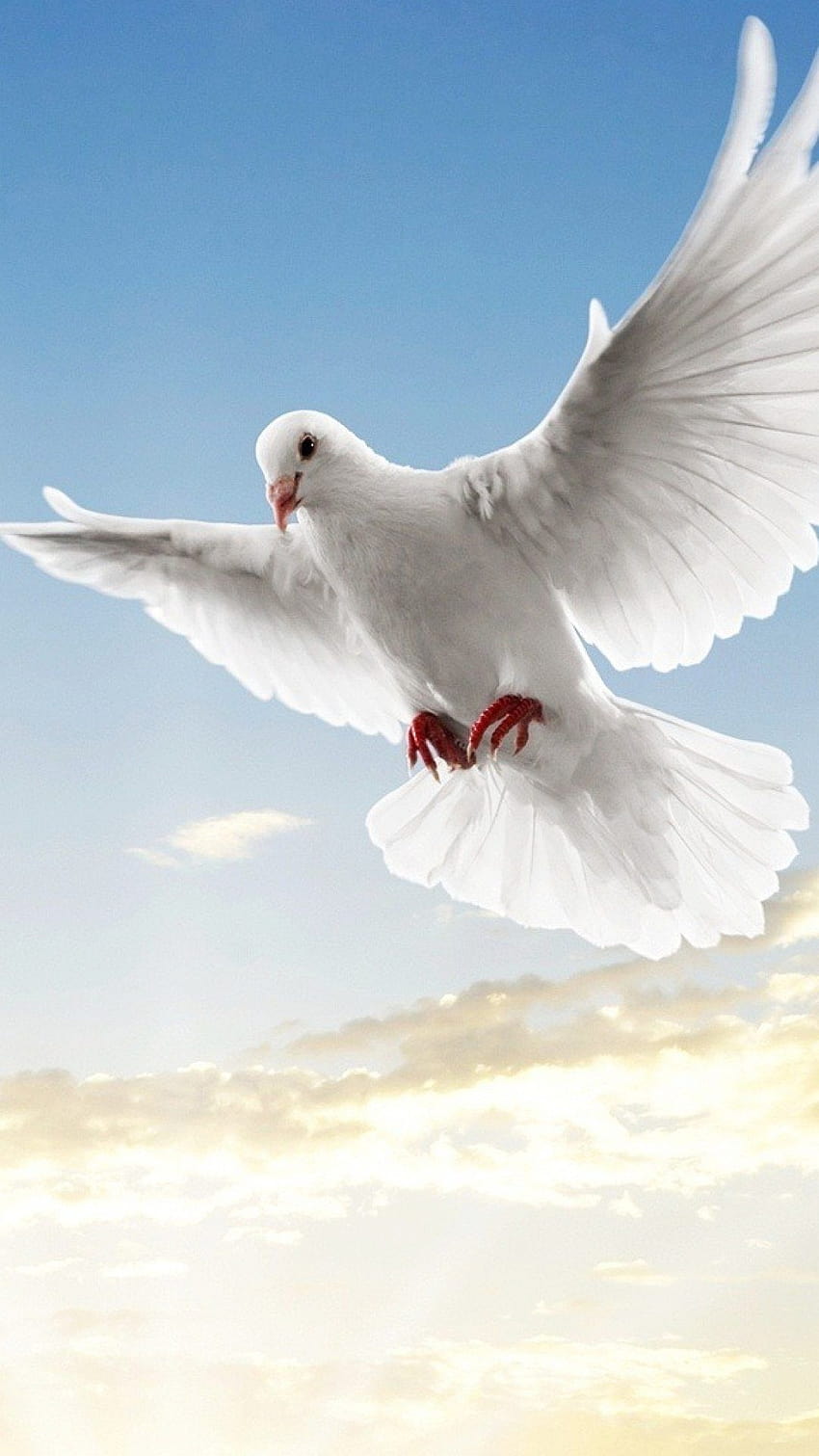 鳩の平和のシンボル HD電話の壁紙