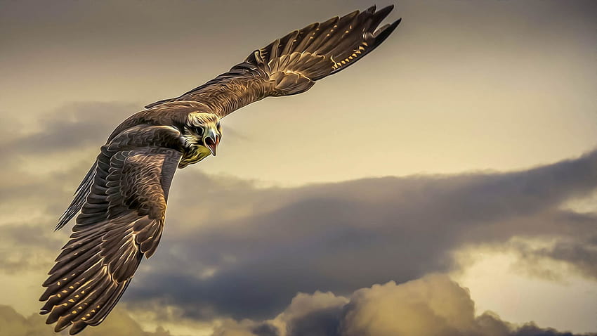 Soaring Eagle HD wallpaper | Pxfuel