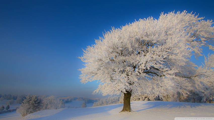 Pemandangan Musim Dingin ... afari, pemandangan musim dingin 1920x1080 Wallpaper HD