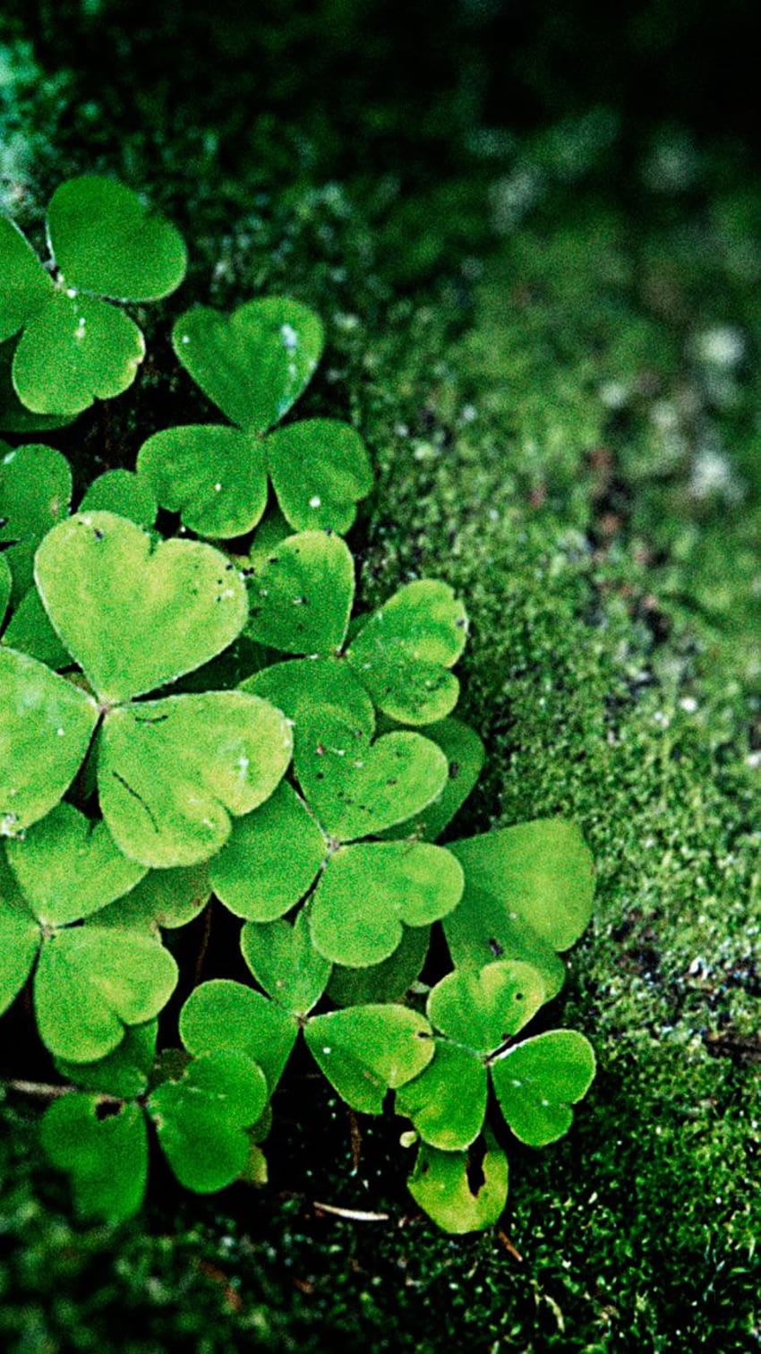 St Patricks Day Clover Wallpaper  Gallery Yopriceville  HighQuality  Free Images and Transparent PNG Clipart