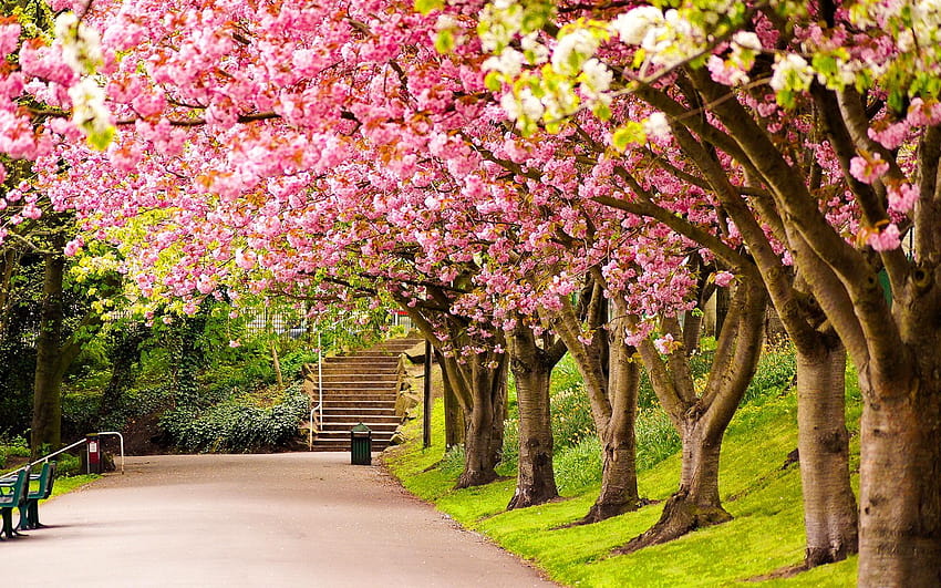 その他: 春の公園 草 ピンクの散歩 木々 美しい 素敵なイギリス、咲く庭園 高画質の壁紙