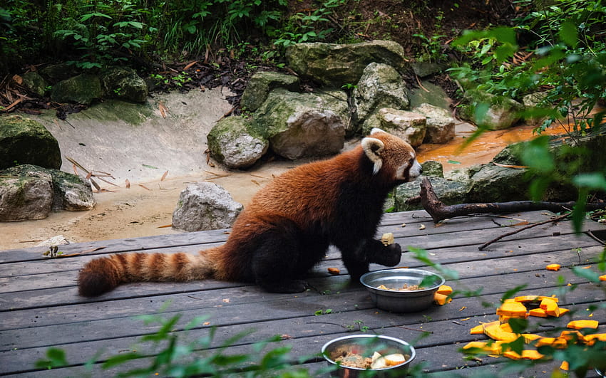 2560x1600 Red Panda, Tail, Eating, Zoo for HD wallpaper